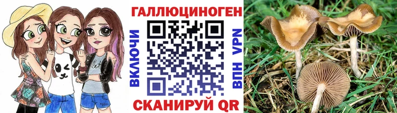 Галлюциногенные грибы Cubensis Пугачёв