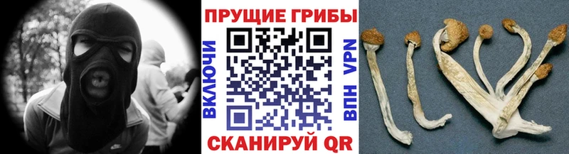 закладки  Пугачёв  Галлюциногенные грибы мицелий 